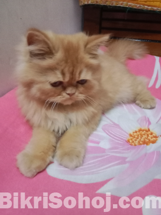 Persian cat